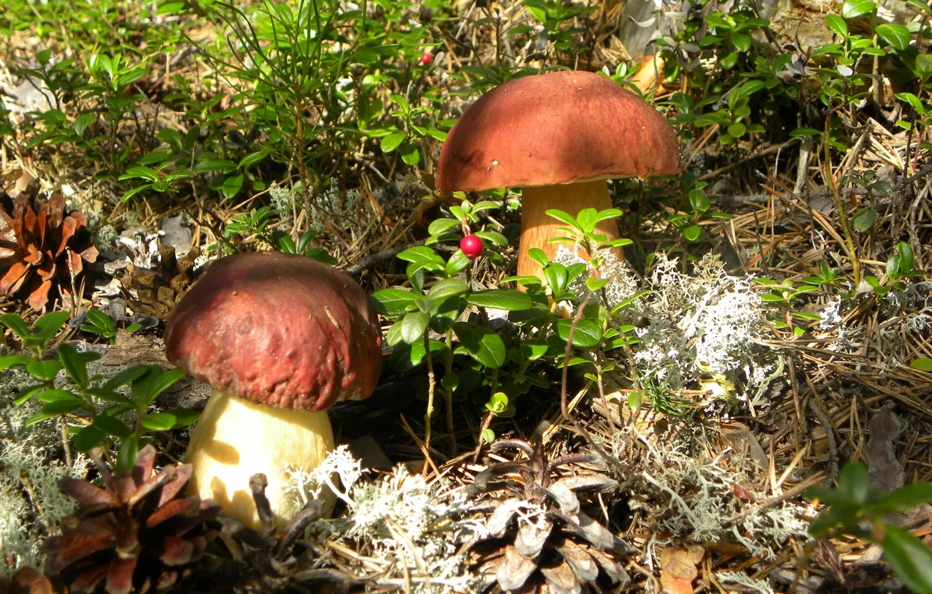 Photo wallpaper mushrooms, bumps, cranberries, Borovik, White mushroom