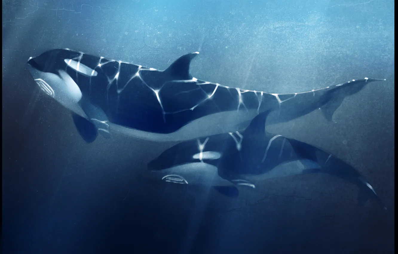 Photo wallpaper sea, depth, whale, orcas