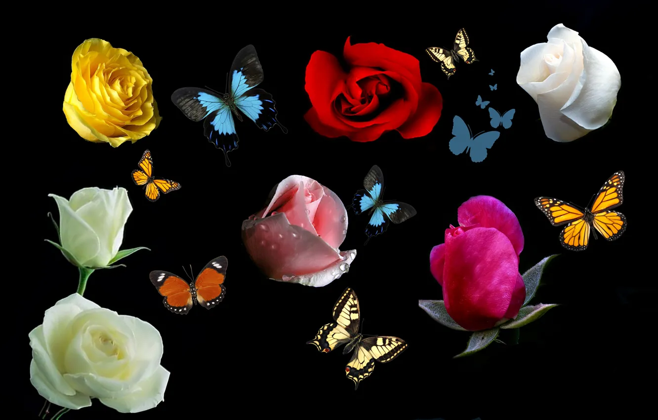 Photo wallpaper flowers, collage, butterfly, roses
