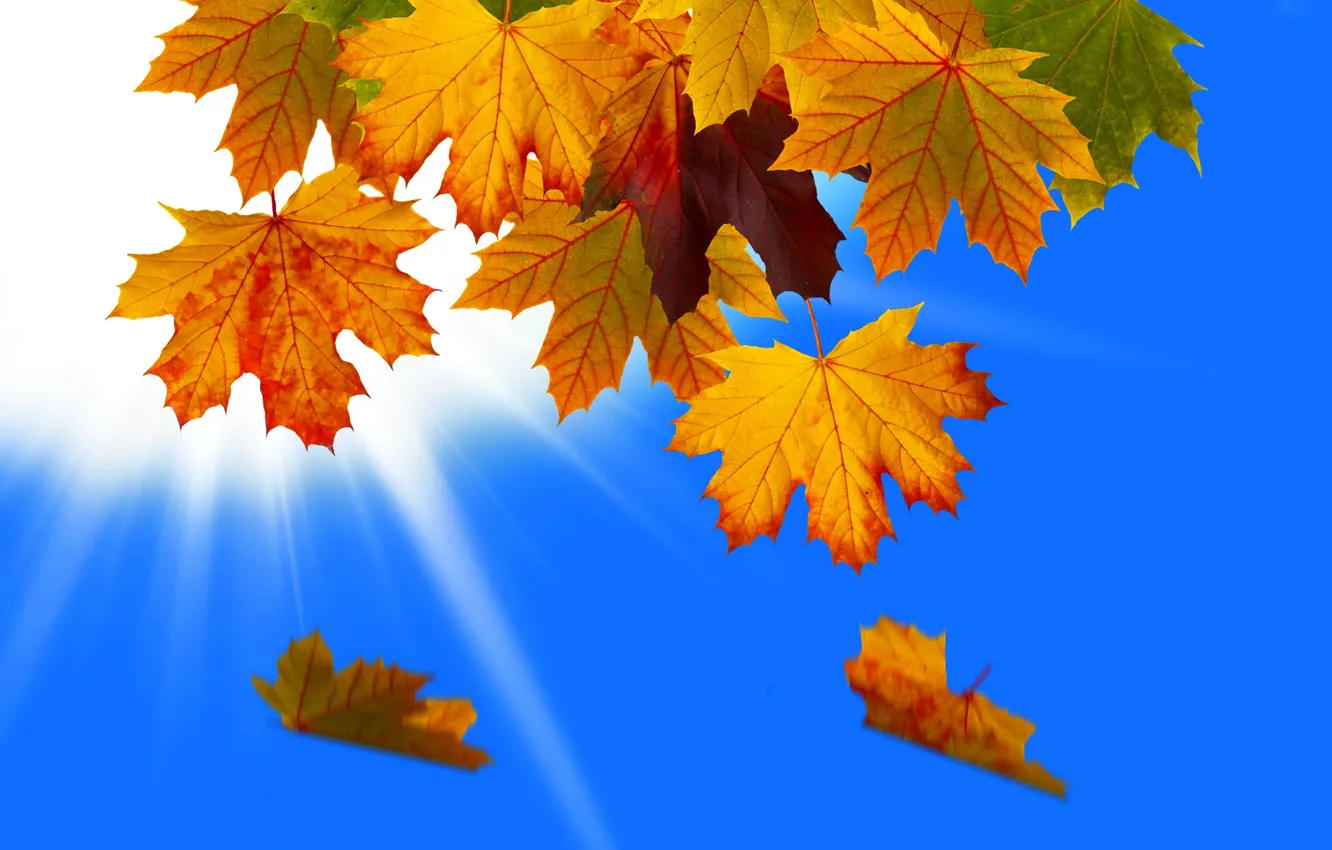 Photo wallpaper autumn, the sky, leaves, macro, rays, nature, collage, Vset