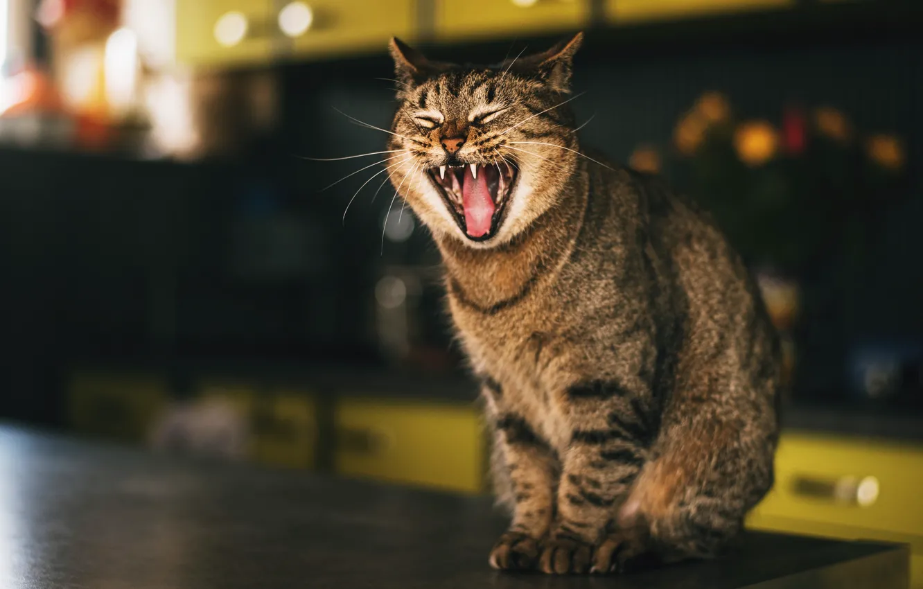 Photo wallpaper cat, cat, face, mouth, sitting, yawns