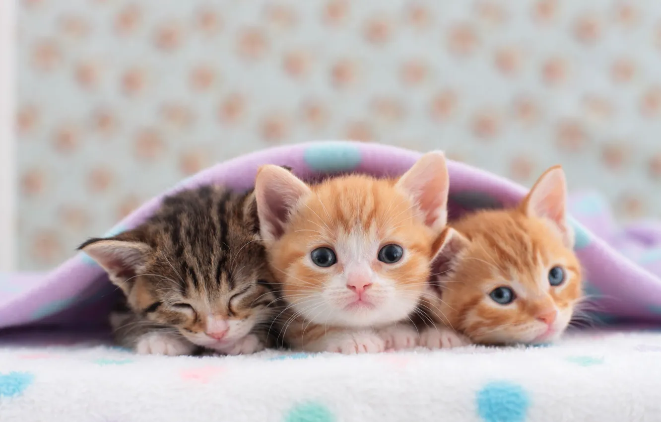 Photo wallpaper kittens, blanket, trio, cute