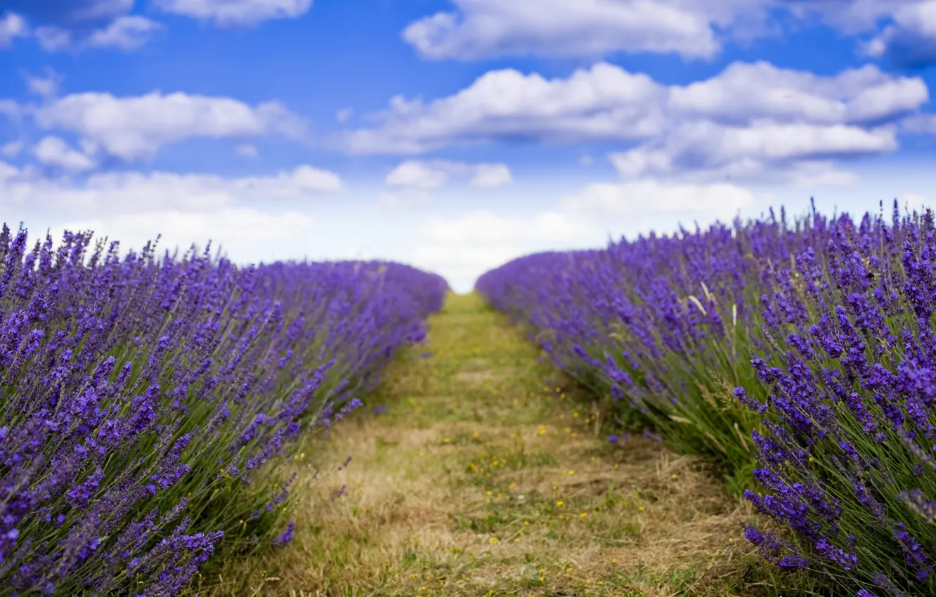Photo wallpaper field, flowers, lavender, plantation
