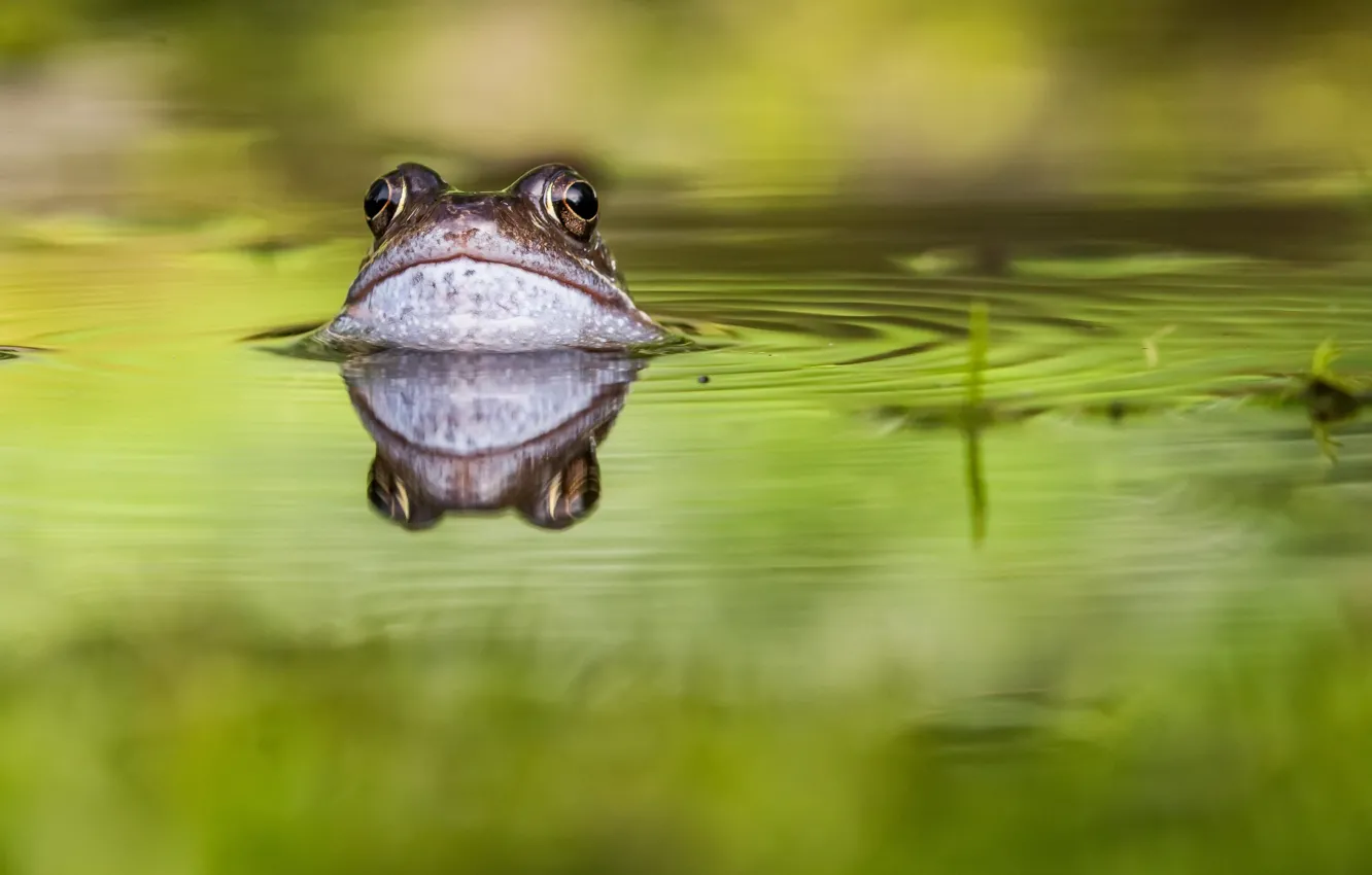 Photo wallpaper nature, pond, frog