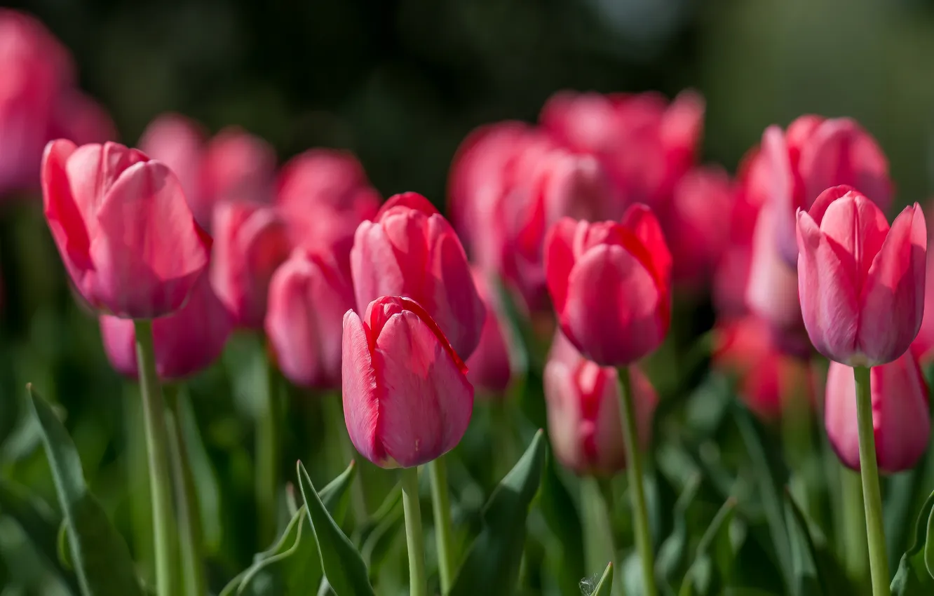 Photo wallpaper flowers, spring, may, tulips