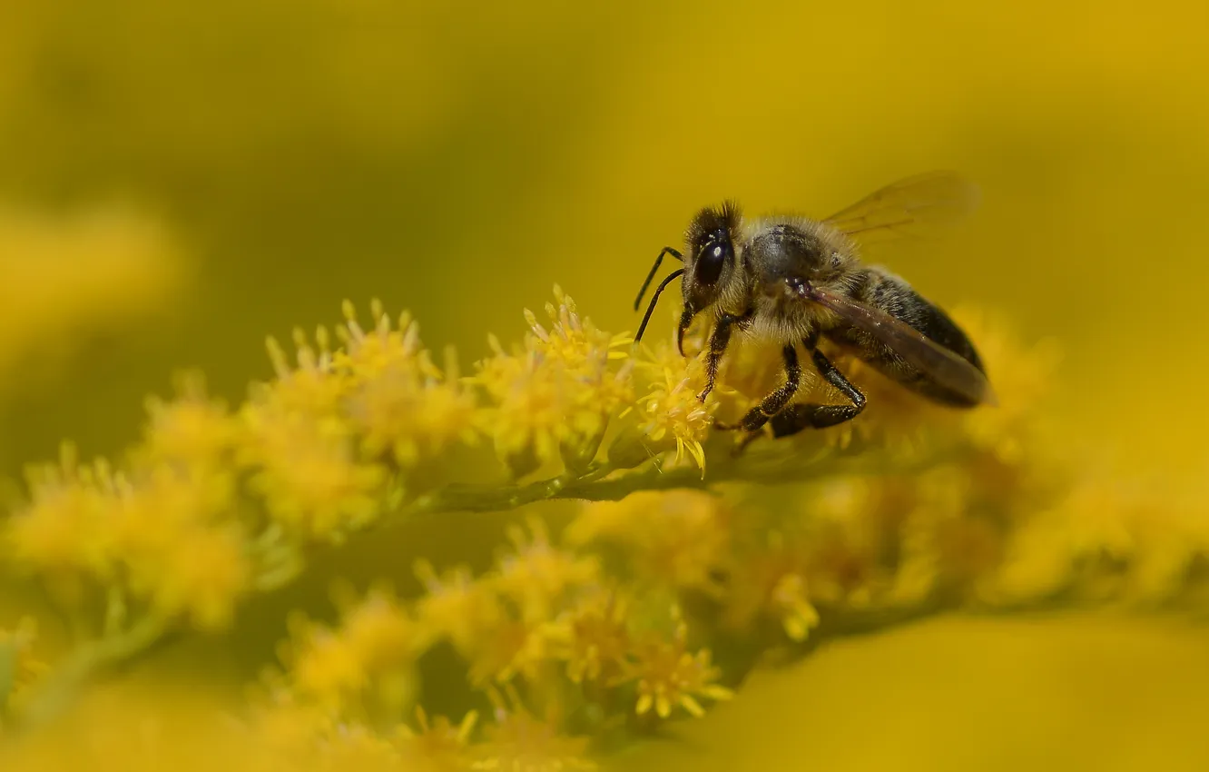 Photo wallpaper summer, macro, nature, bee, bokeh