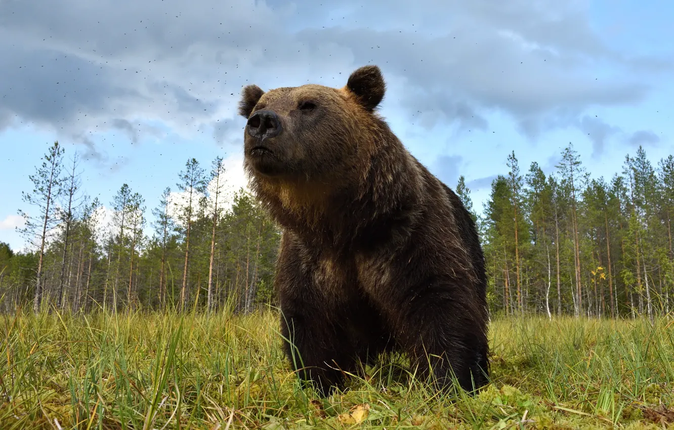 Photo wallpaper forest, bear, Midge