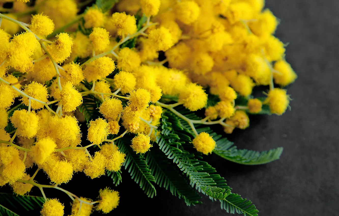 Photo wallpaper bouquet, spring, March 8, Mimosa, all the girls