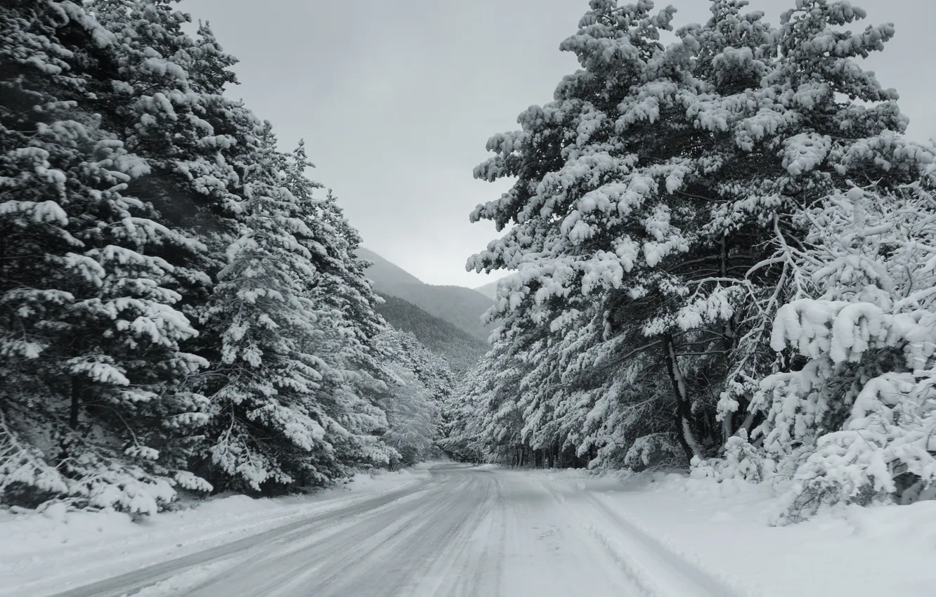 Photo wallpaper road, snow, spruce, snow-covered road, Batraz Tabuev, This one