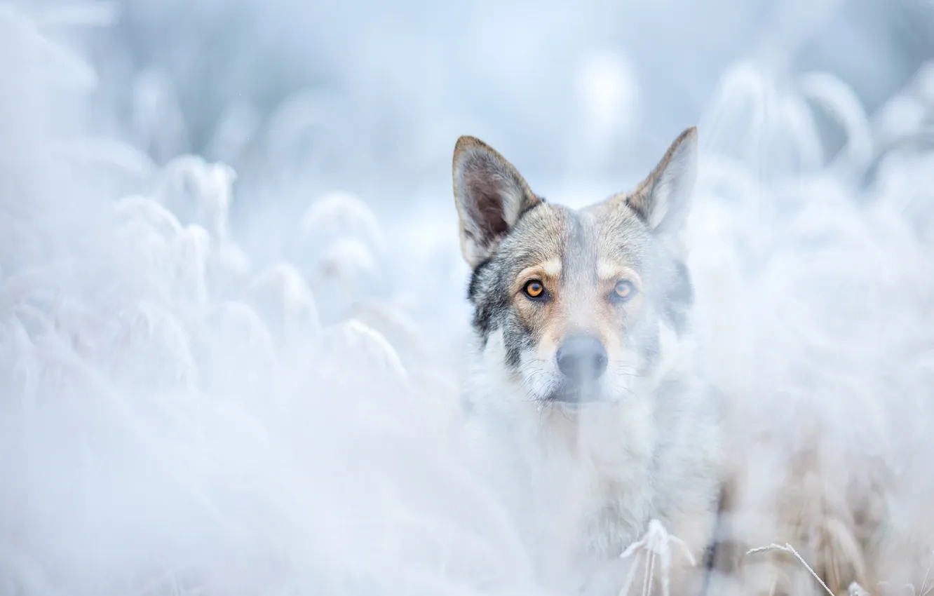 Photo wallpaper winter, frost, look, face, snow, branches, nature, pose