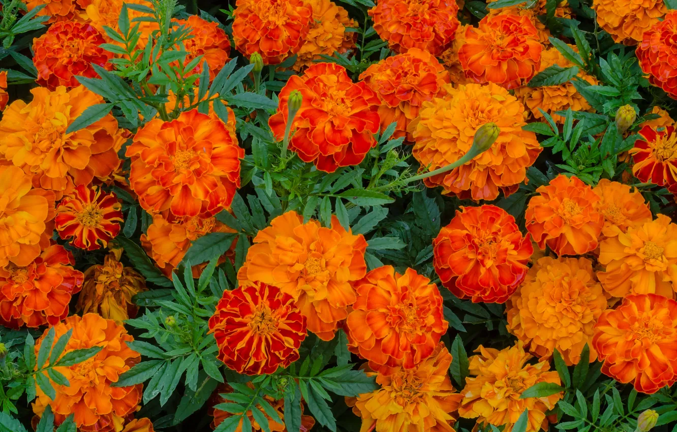 Photo wallpaper flowers, flowerbed, marigolds