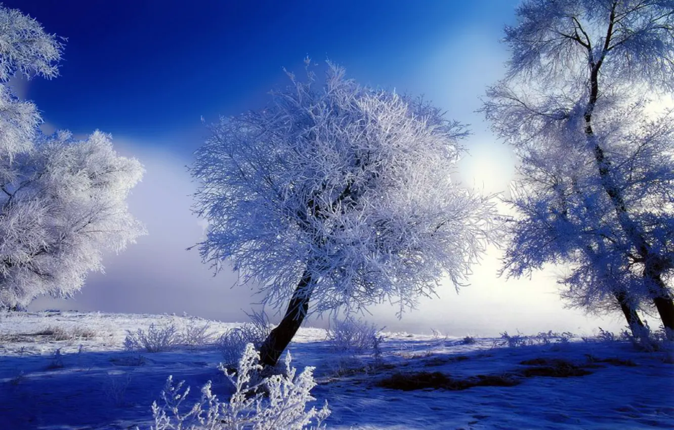 Photo wallpaper frost, white, snow, trees, blue, Winter