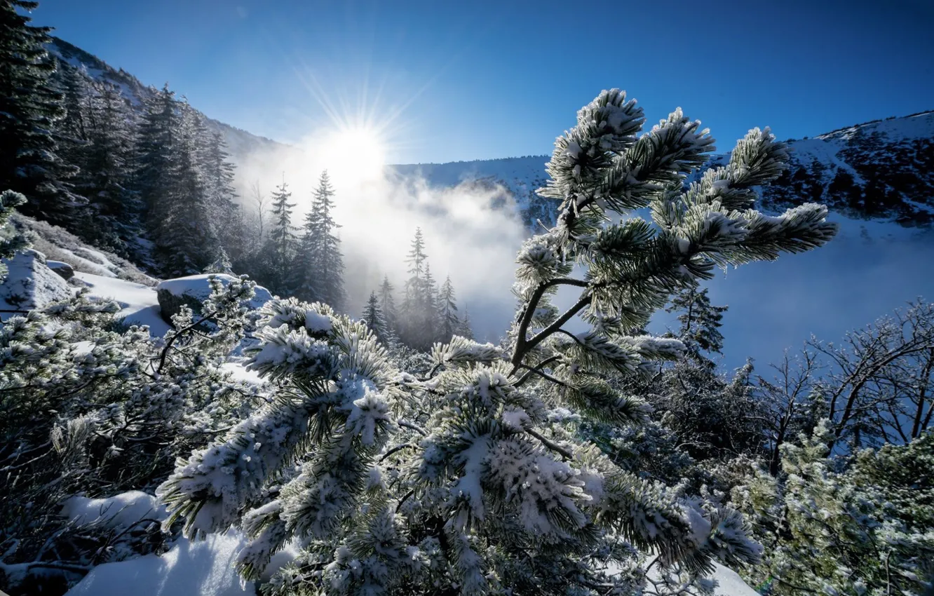 Photo wallpaper winter, snow, branches