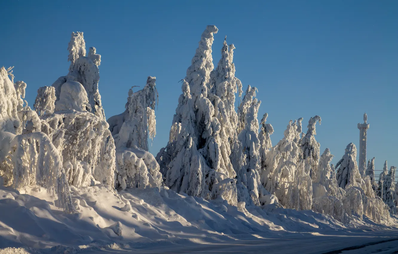 Photo wallpaper winter, winter forest, trees in the snow