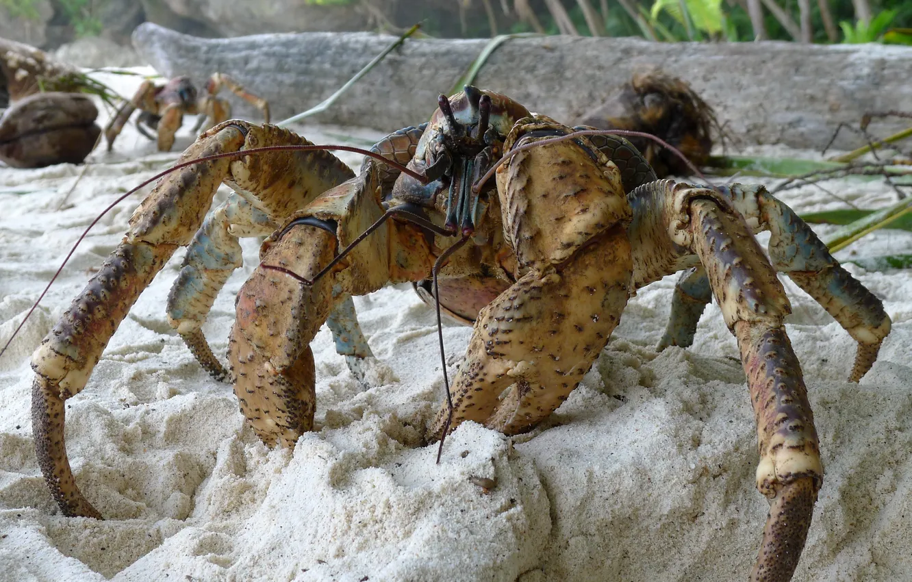 Photo wallpaper SAND, CRAB, SHORE, SIZE, CLAWS