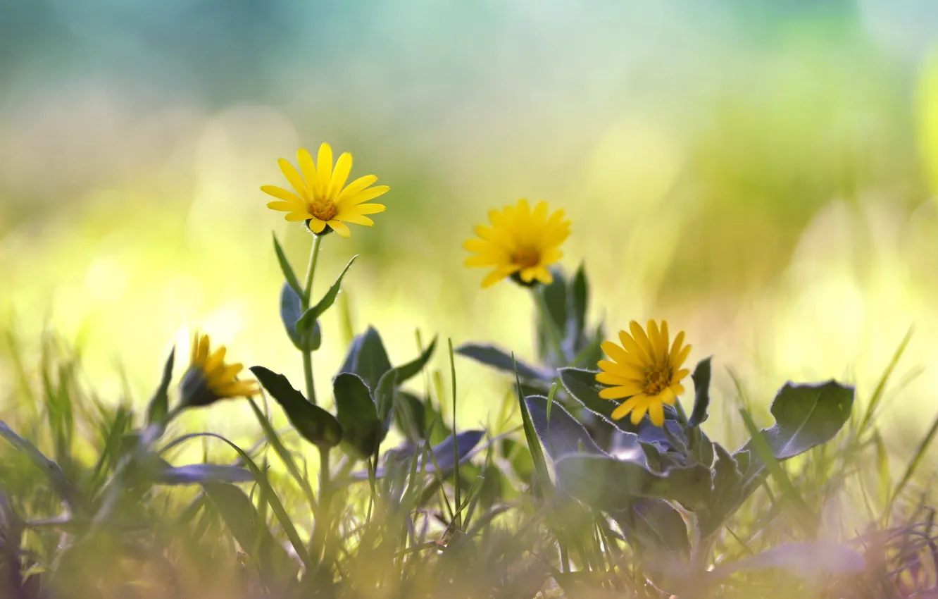 Photo wallpaper flowers, nature, spring