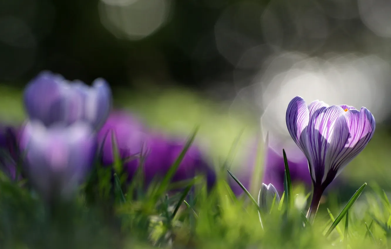 Photo wallpaper greens, grass, macro, light, flowers, glare, plant, focus
