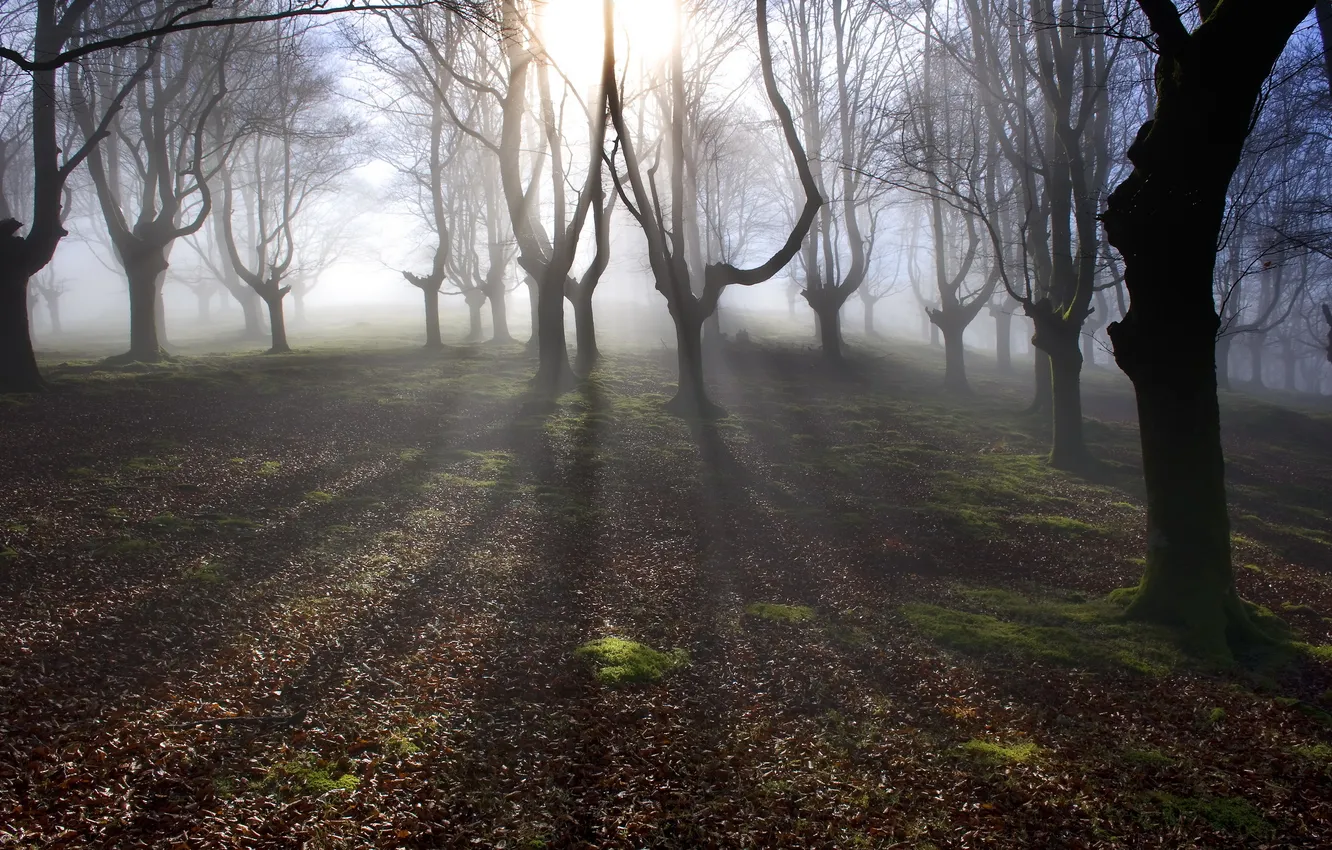 Photo wallpaper forest, light, trees, fog, morning