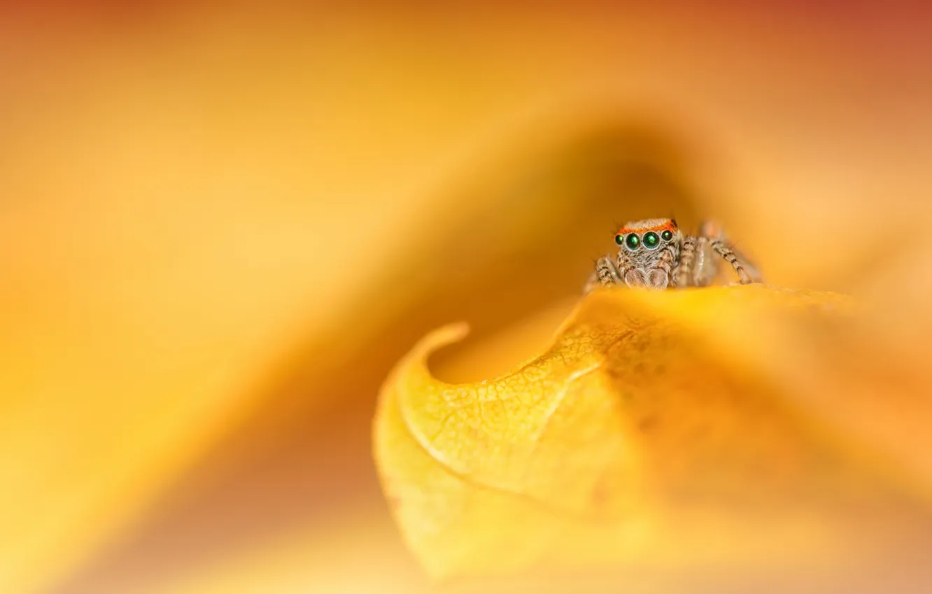 Photo wallpaper nature, background, spider