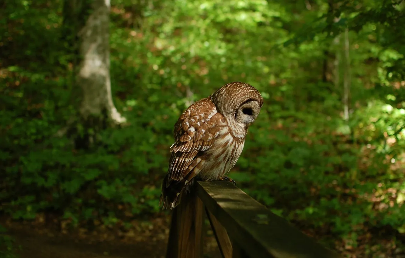 Photo wallpaper greens, forest, trees, bird, feathers, Owl, Board, sitting