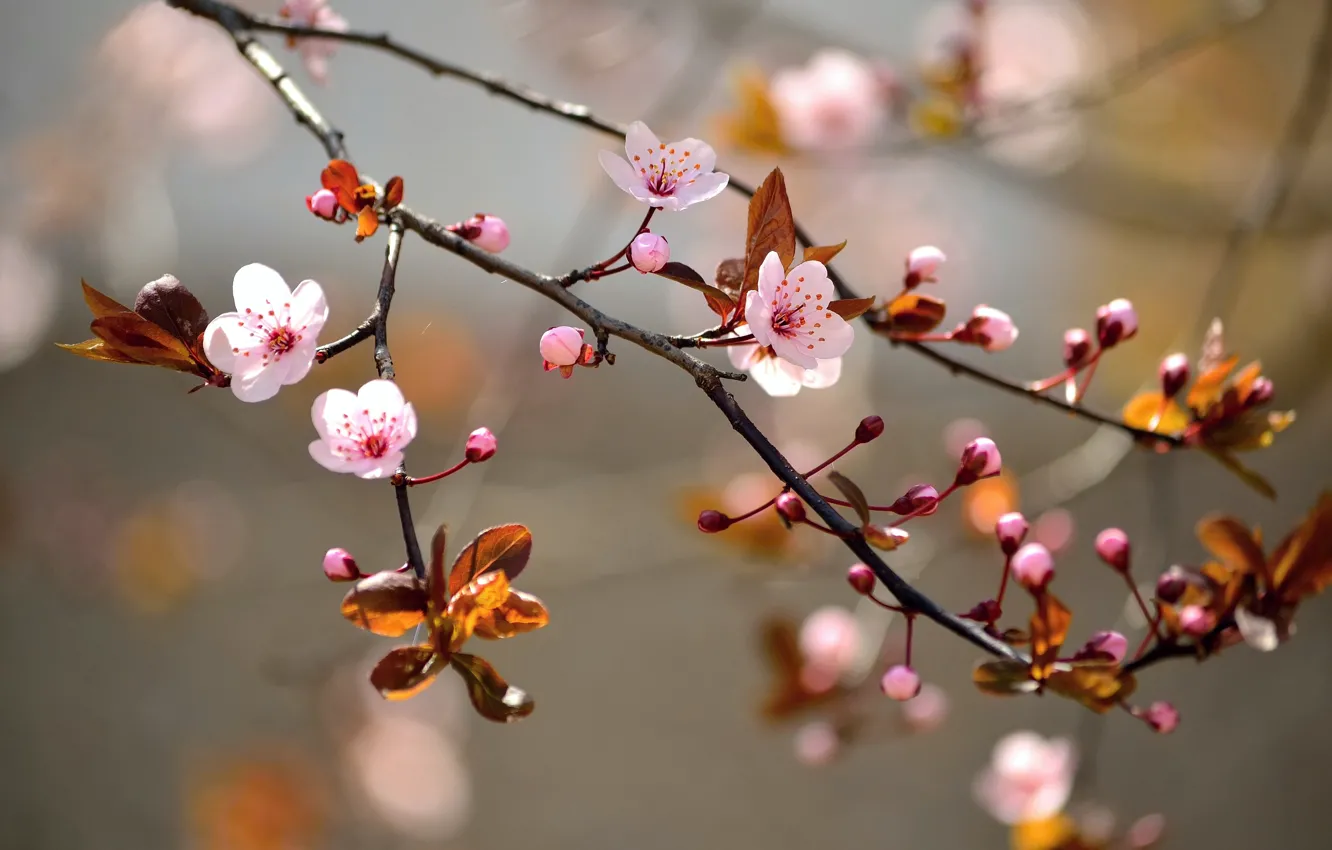 Photo wallpaper leaves, macro, flowers, branches, nature, tree, spring, Sakura