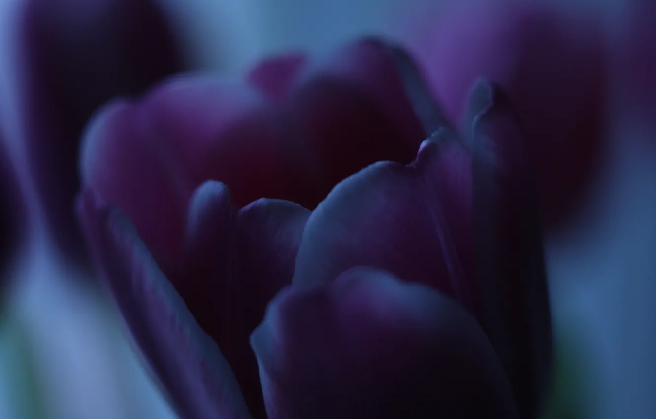Photo wallpaper dark, light, flowers, beauty, tulips