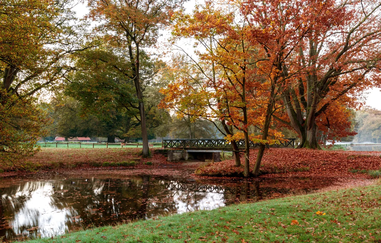 Photo wallpaper autumn, leaves, trees, bridge, pond, Park, Germany, deer