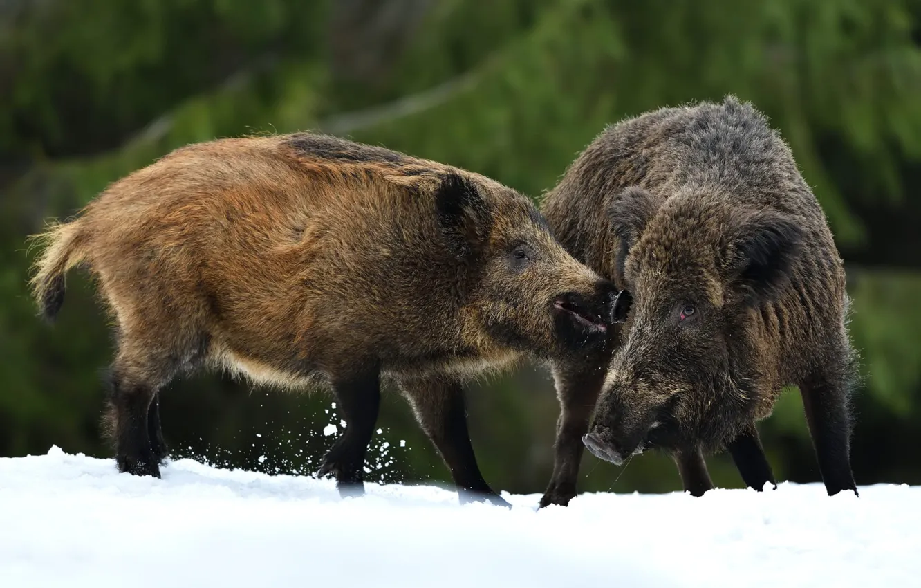 Photo wallpaper winter, forest, snow, the game, pair, the snow, boar, muzzle