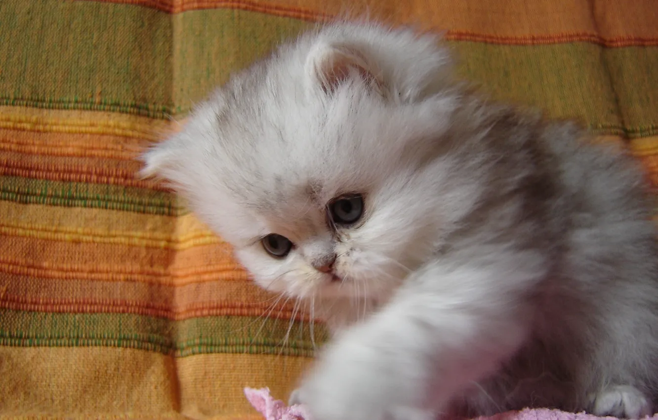Photo wallpaper fluffy, baby, kitty