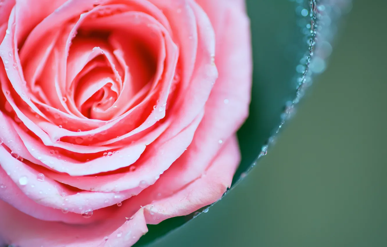 Photo wallpaper macro, roses, buds