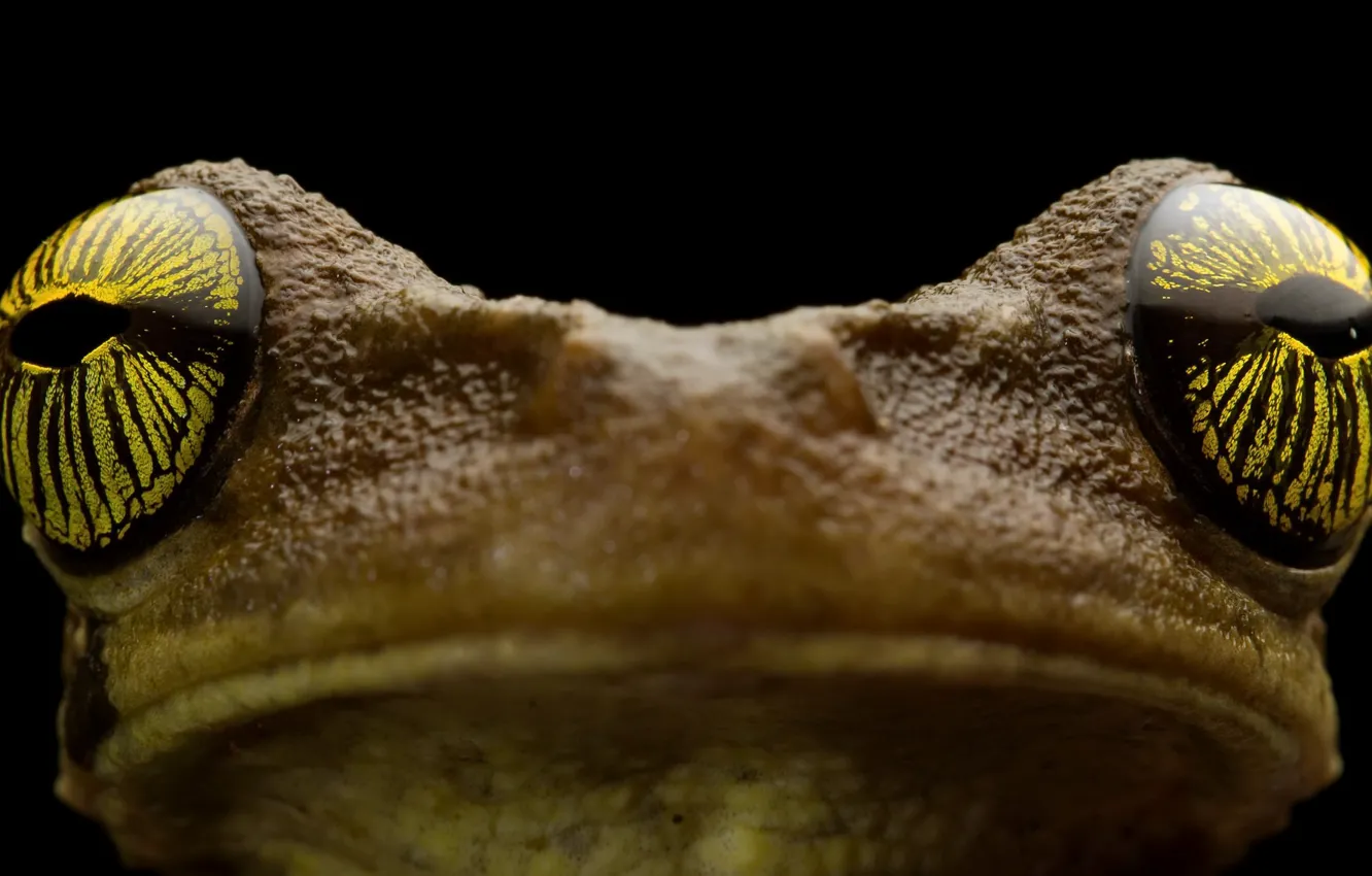 Photo wallpaper nature, background, Osteocephalus tau, Manaus slender-legged tree frog