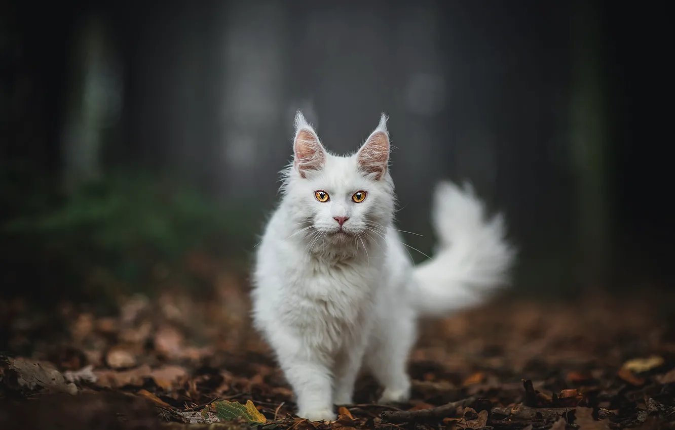 Photo wallpaper autumn, forest, cat, white, cat, look, leaves, nature
