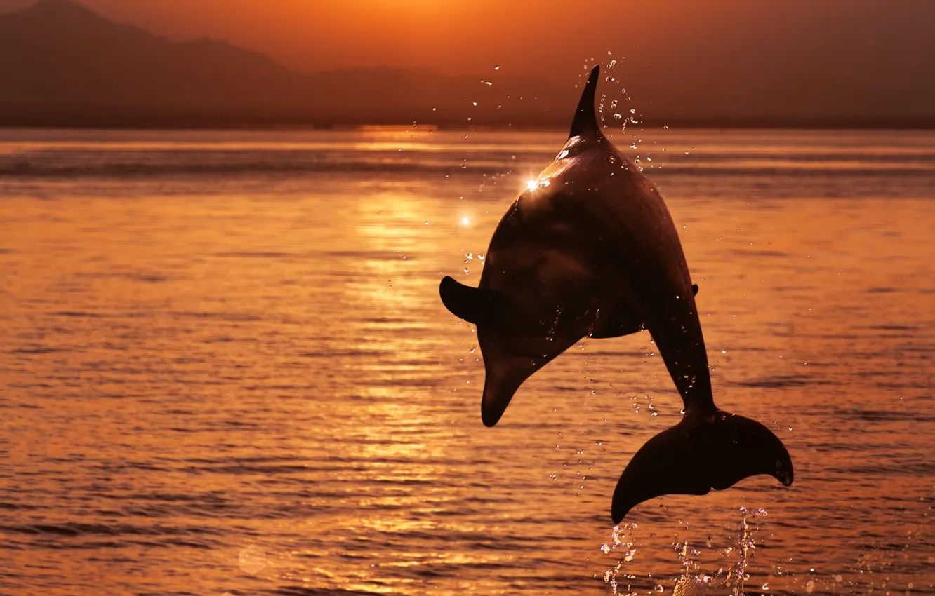 Photo wallpaper sea, the sky, water, the sun, squirt, Dolphin, glare, jump