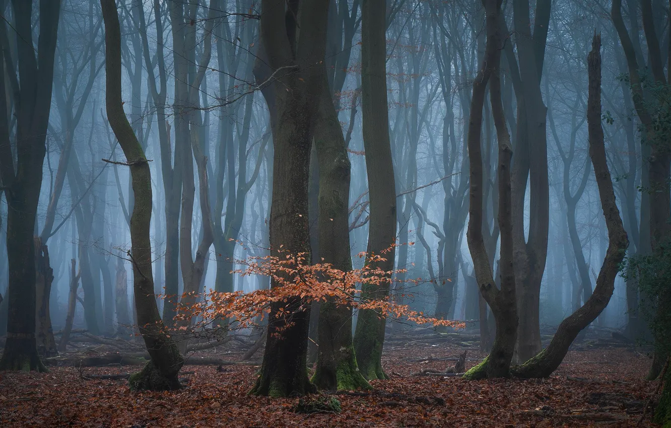 Photo wallpaper forest, trees, nature, fog, Netherlands, Netherlands