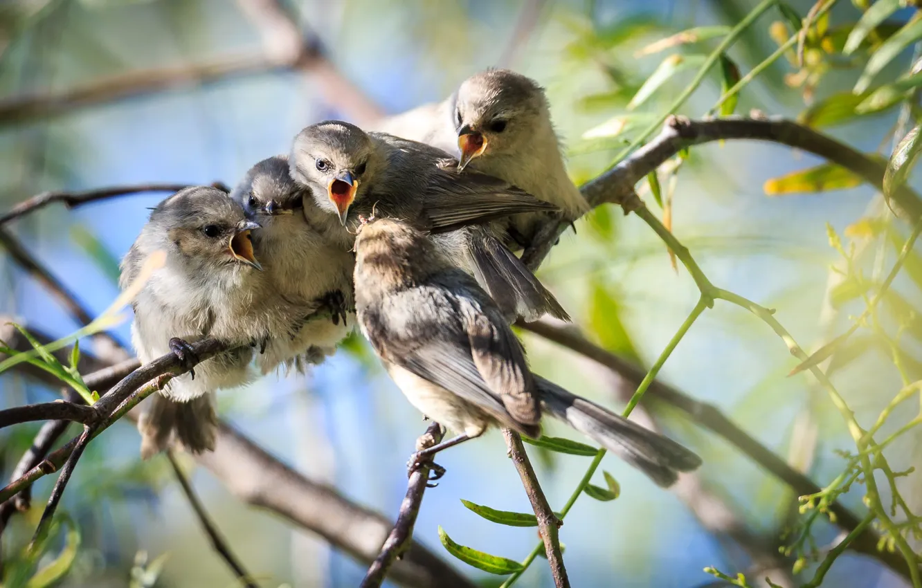 Photo wallpaper leaves, light, branches, bird, beak, insect, trio, care