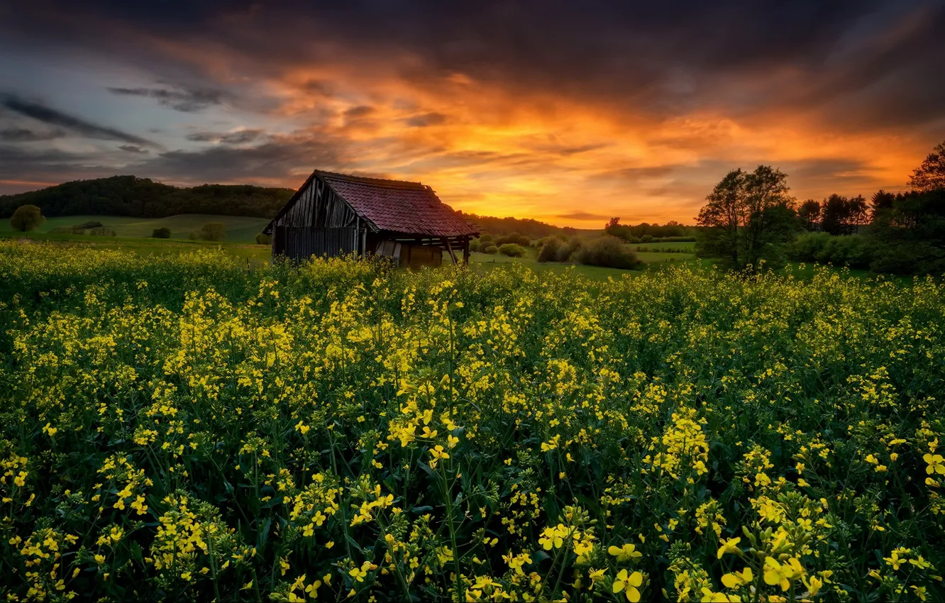 Photo wallpaper summer, sunset, house, rape