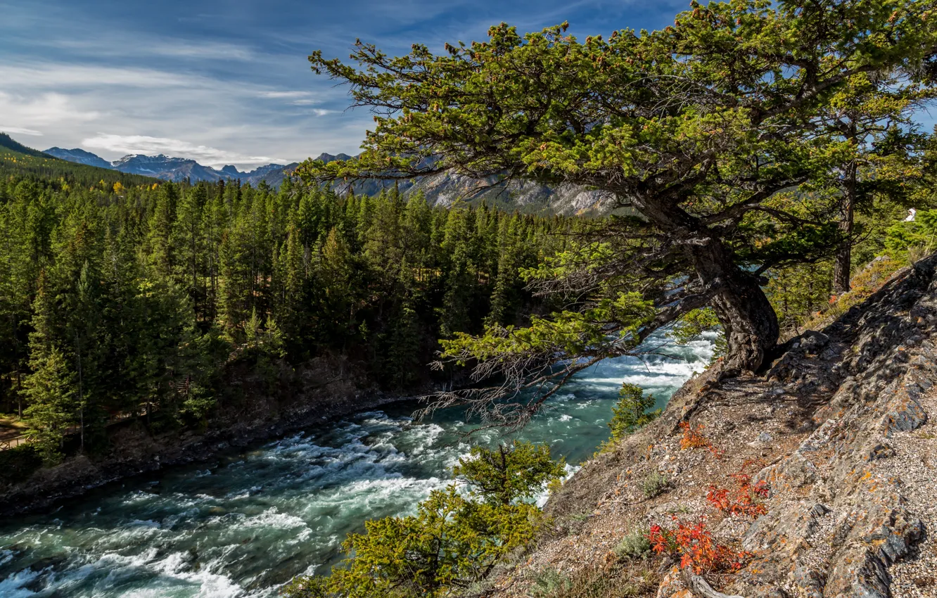 Photo wallpaper forest, trees, river, Canada, Albert, Alberta, Canada, the bow river