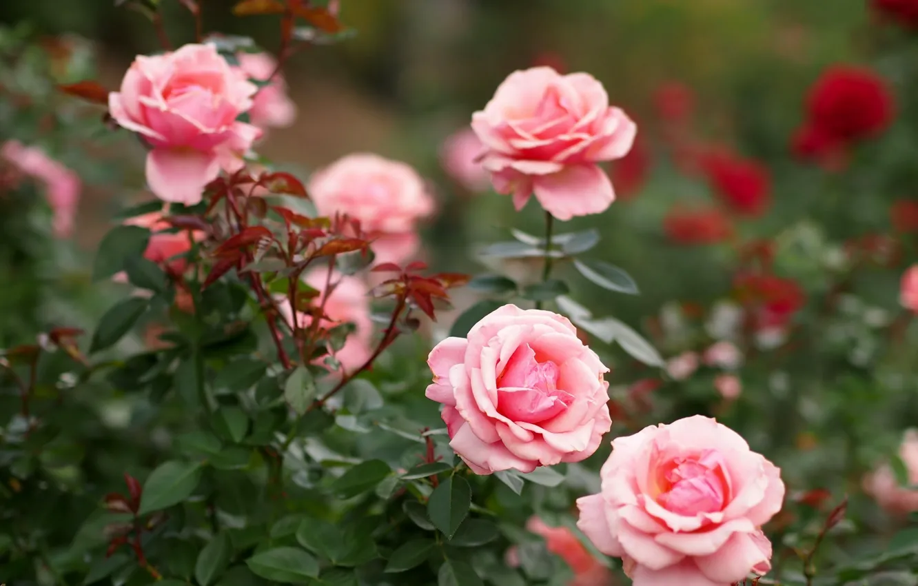 Photo wallpaper roses, buds, the bushes