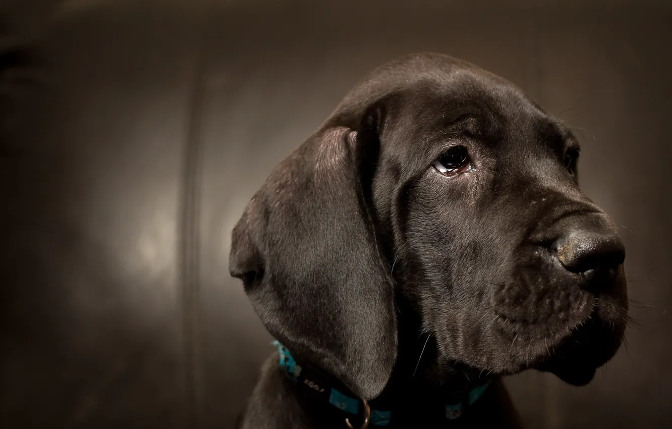 Photo wallpaper look, each, dog