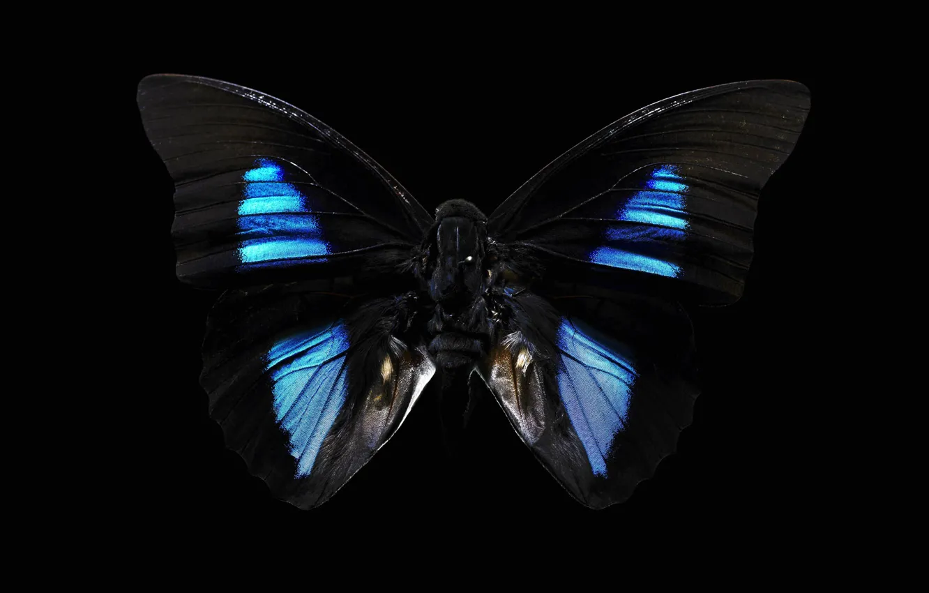 Photo wallpaper background, black, butterfly, dark