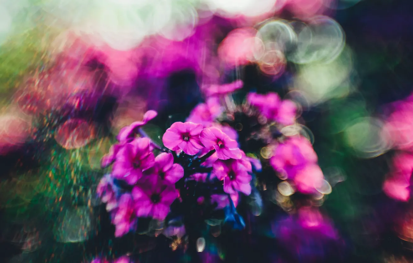 Photo wallpaper summer, flowers, Phlox