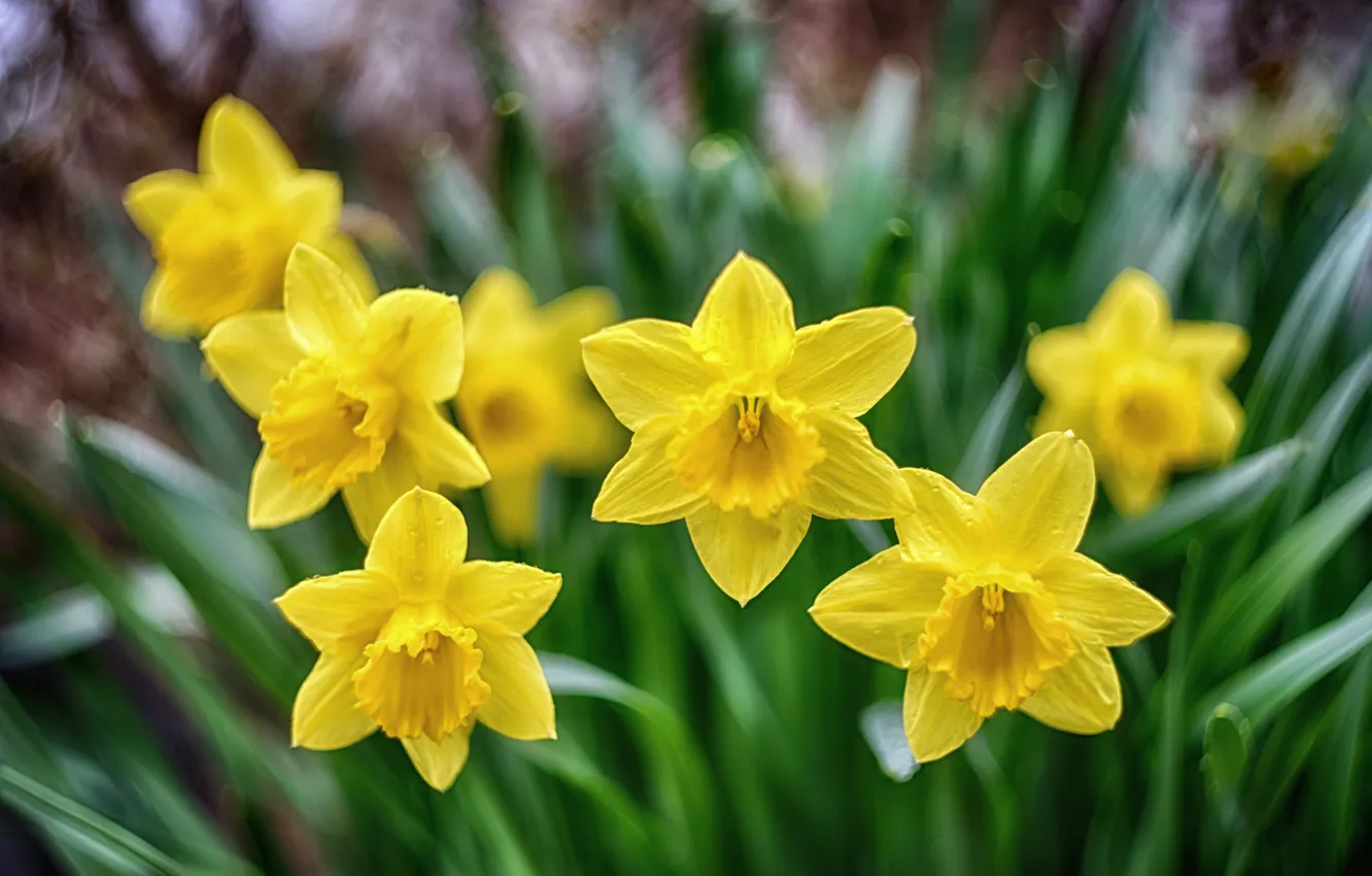 Photo wallpaper greens, leaves, flowers, yellow, spring, garden, flowerbed, daffodils