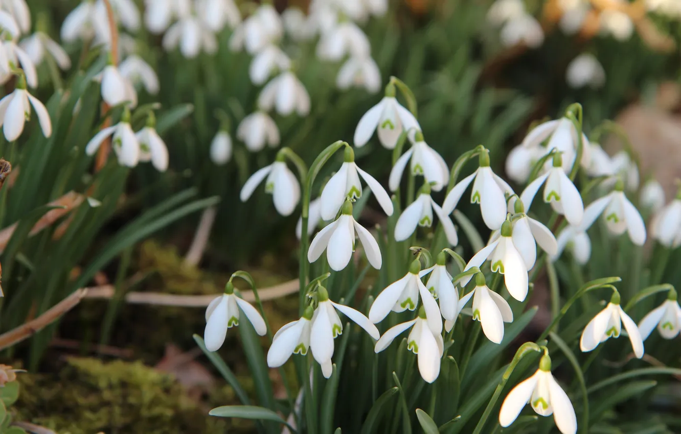 Photo wallpaper light, flowers, blur, spring, garden, snowdrops, white, flowerbed