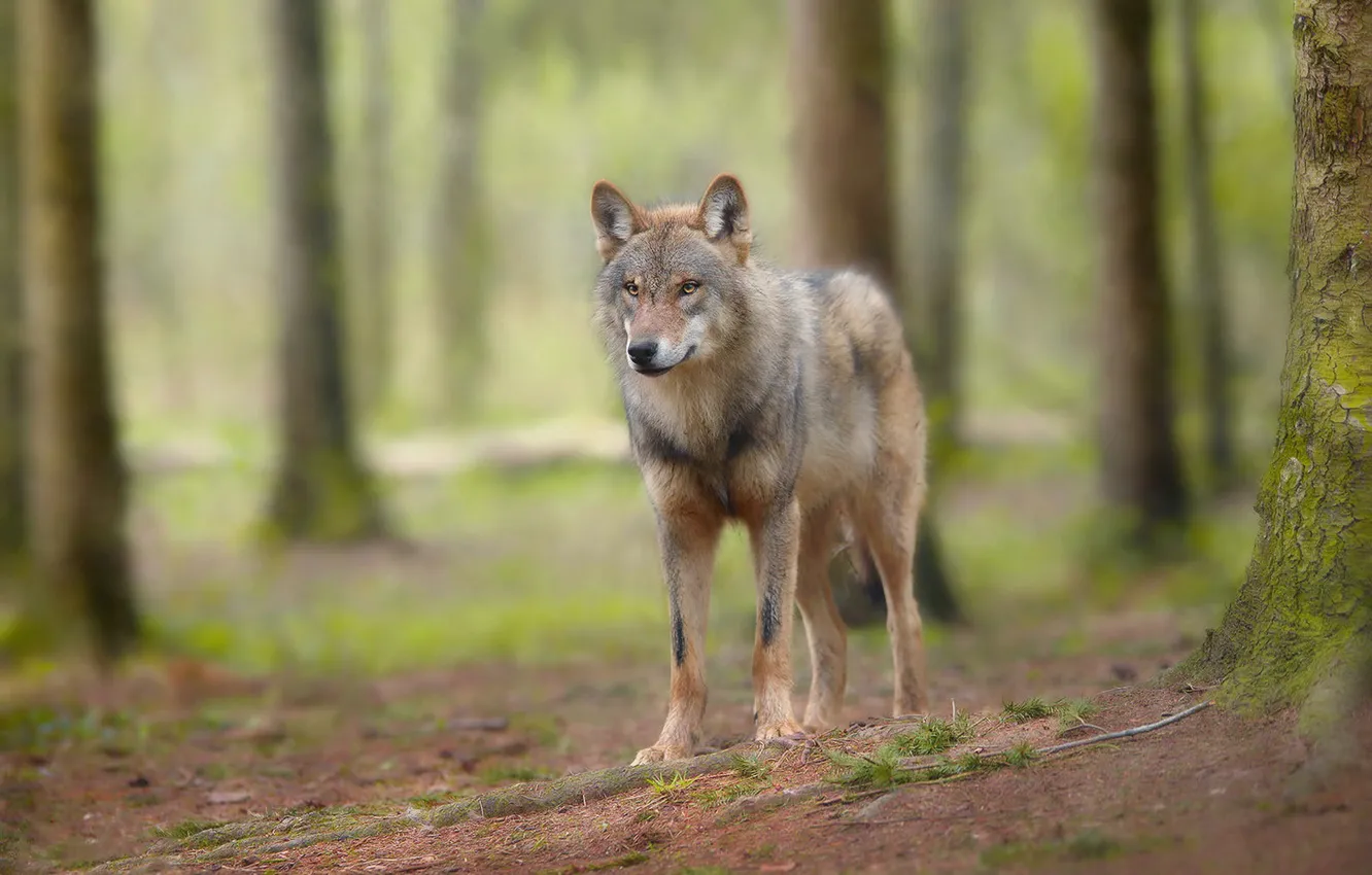 Photo wallpaper forest, look, trees, grey, wolf, is, bokeh