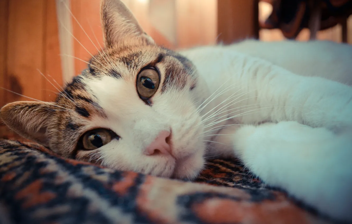 Photo wallpaper eyes, cat, animal