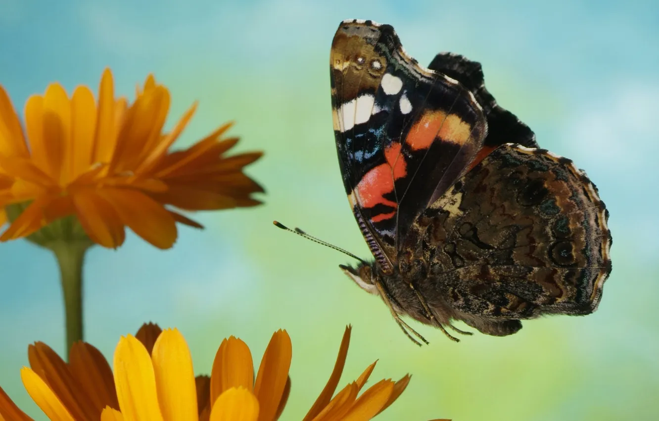 Photo wallpaper flight, flowers, butterfly, colorful