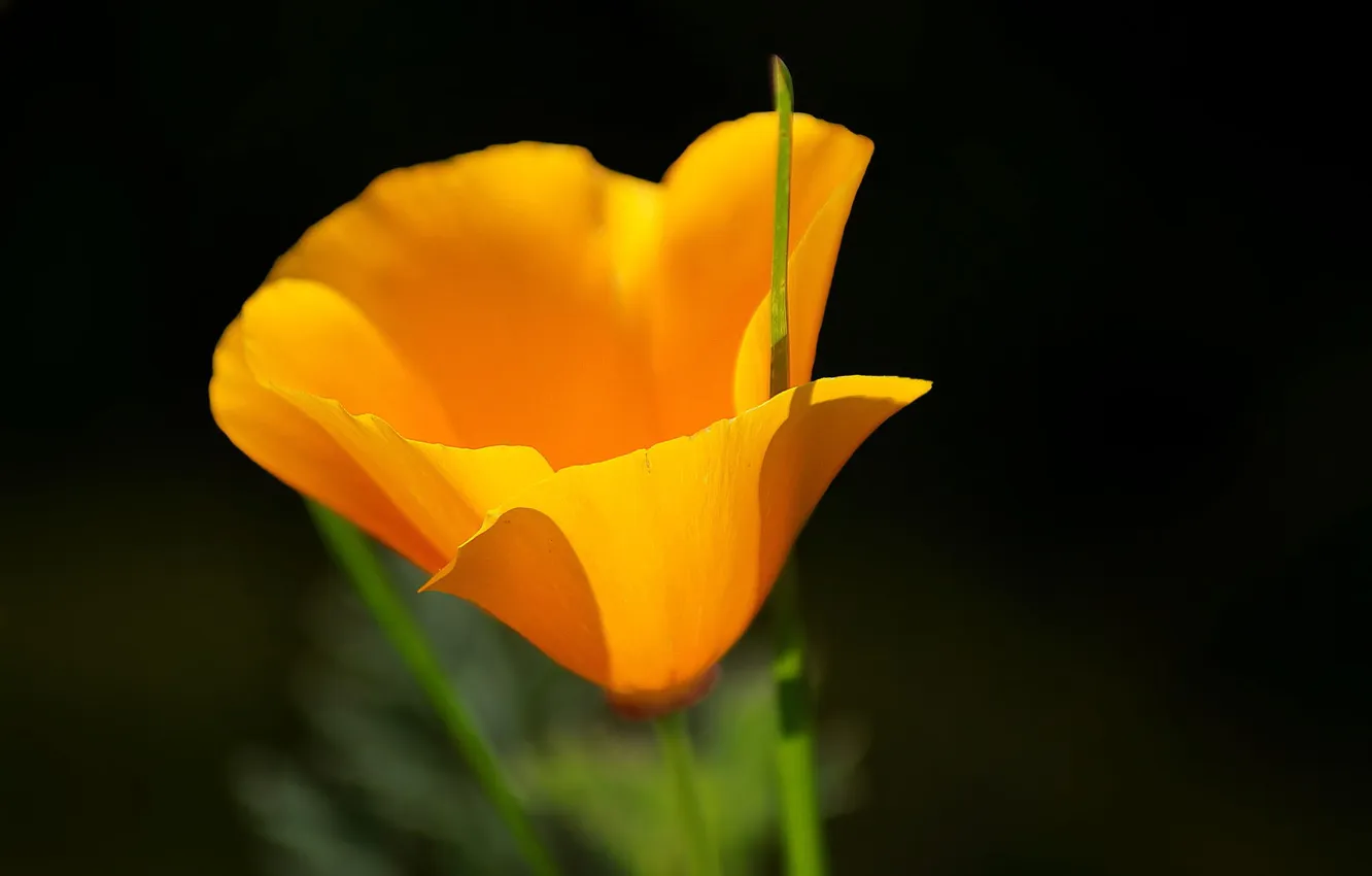 Photo wallpaper flower, macro, yellow, nature, Estella, California, Lelo