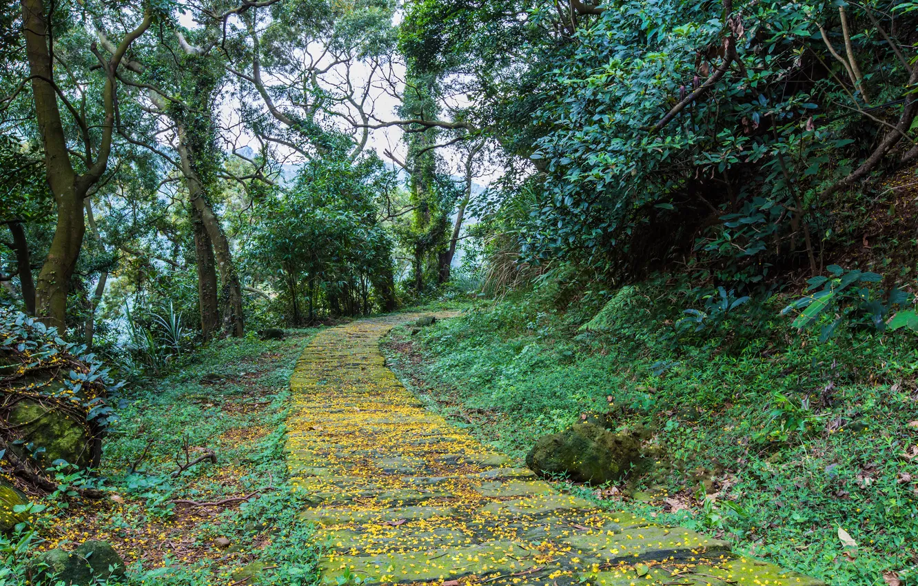 Photo wallpaper trees, yellow, petals, path, fallen, acacia