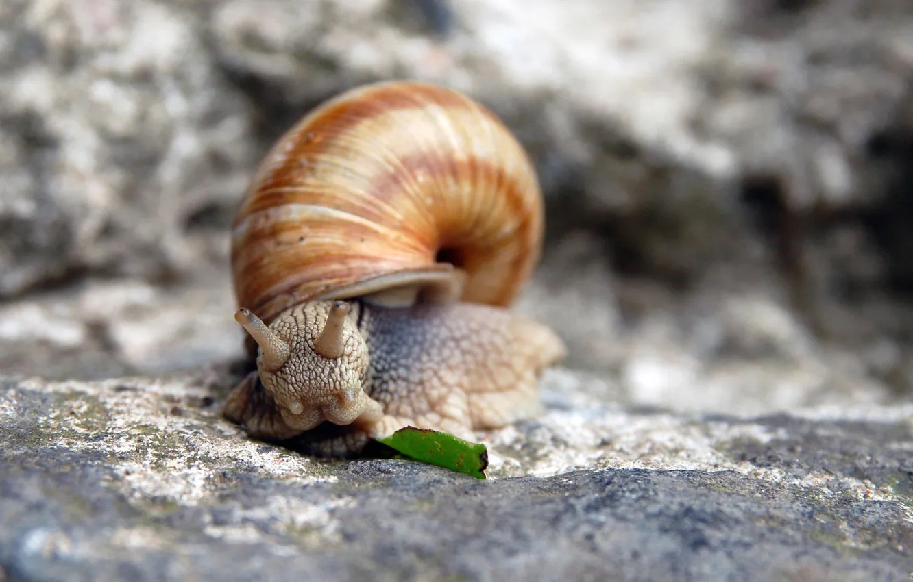 Photo wallpaper snail, shell, horn