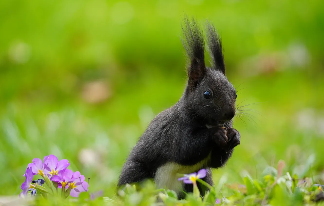 Photo wallpaper grass, protein, squirrel